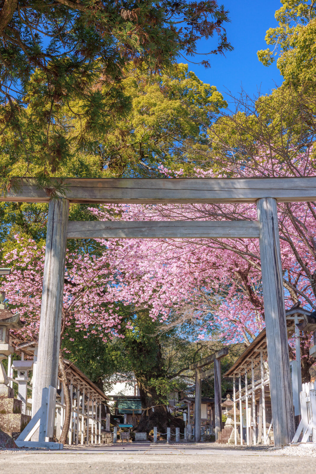 無料スマホ壁紙 河津桜の参道と開運の楠木。AndroidとiPhoneに対応した4K高画質の無料待ち受け画像。三重県尾鷲市の尾鷲神社で撮影したフリー写真素材