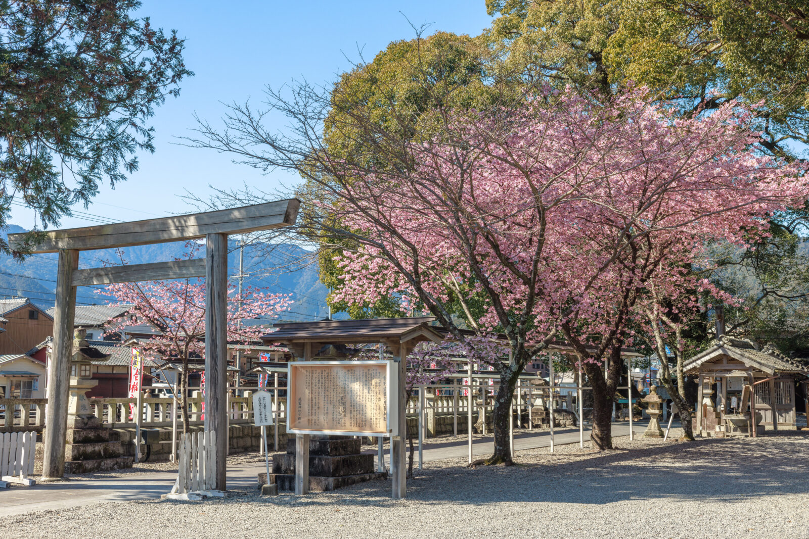 無料壁紙 参道の鳥居と河津桜と尾鷲の山々。PCとデスクトップ壁紙に最適な4K高画質の無料壁紙。三重県尾鷲市の尾鷲神社で撮影したフリー写真素材