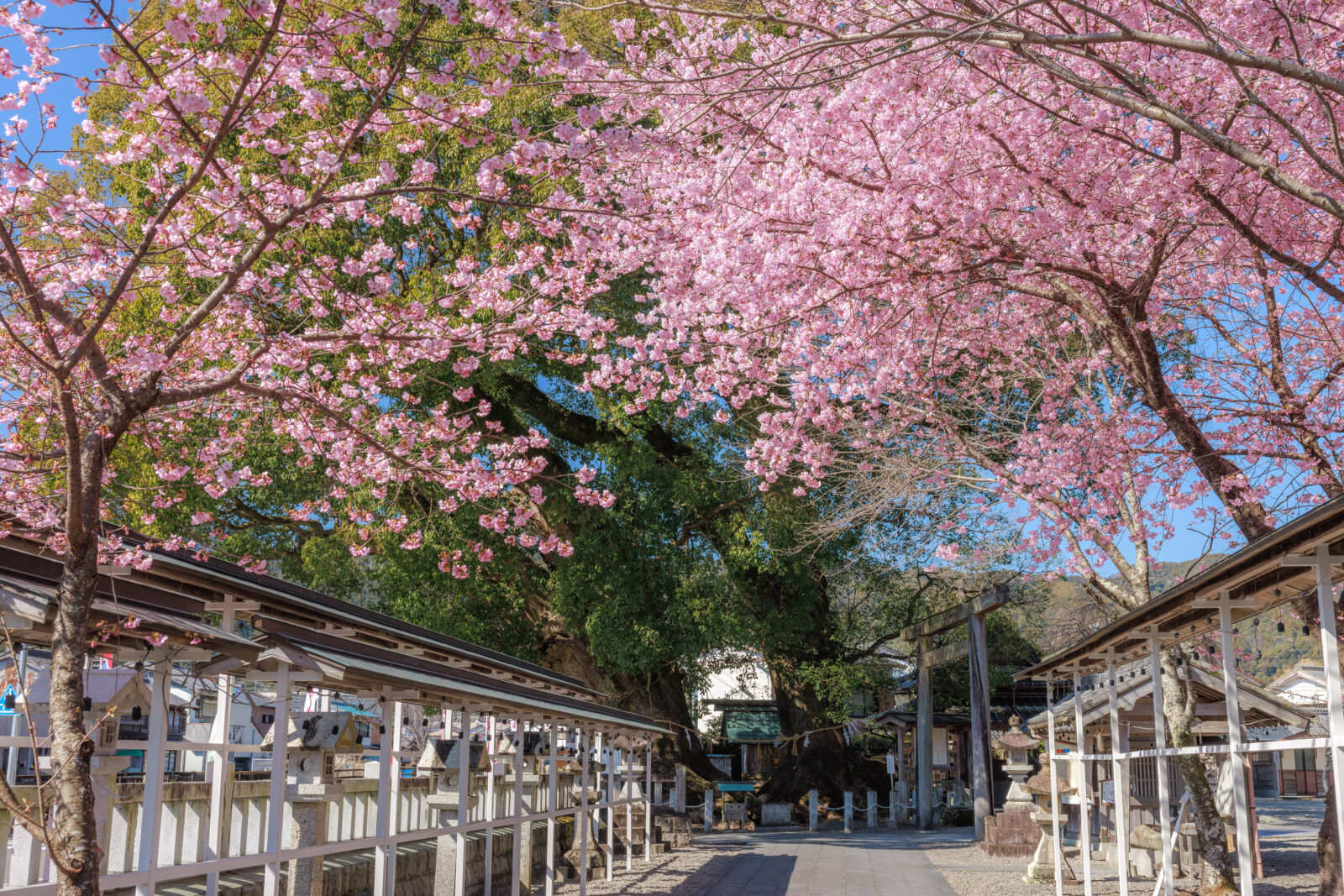 無料壁紙 参道の河津桜と奥に見える楠木。PCとデスクトップ壁紙に最適な4K高画質の無料壁紙。三重県尾鷲市の尾鷲神社で撮影したフリー写真素材