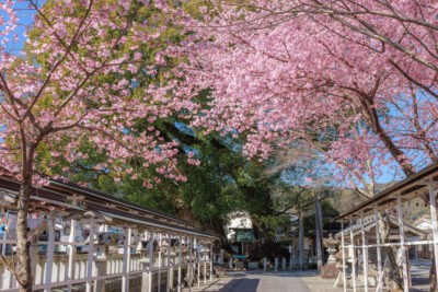 無料壁紙 参道の河津桜と奥に見える楠木。PCとデスクトップ壁紙に最適な4K高画質の無料壁紙。三重県尾鷲市の尾鷲神社で撮影したフリー写真素材