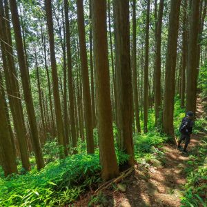 熊野古道のような登山道