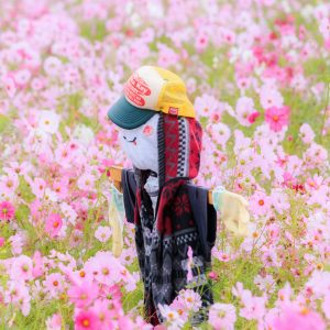 無料スマホ壁紙 コスモスに囲まれる笑顔のカカシ。AndroidとiPhoneに対応した4K高画質の無料待ち受け画像。三重県松阪市の笠松町のコスモス畑で撮影したフリー写真素材