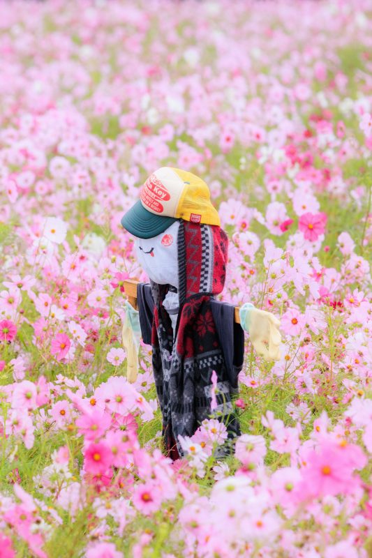 コスモスに囲まれる笑顔のカカシ