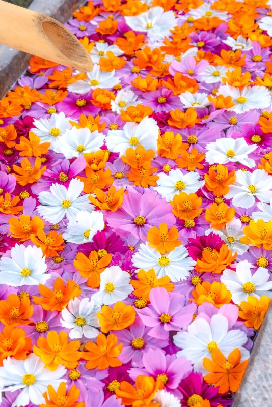 コスモスがいっぱいの花手水