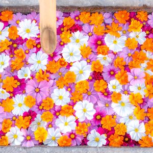 無料壁紙 色鮮やかなコスモス花手水。PCとデスクトップ壁紙に最適な4K高画質の無料壁紙。三重県津市のかざはやの里で撮影したフリー写真素材