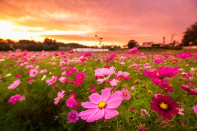 とことめの里 一志の写真「夕焼け小焼けのコスモス」
