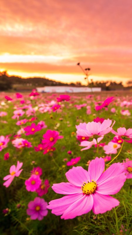 無料スマホ壁紙「夕焼けコスモス」