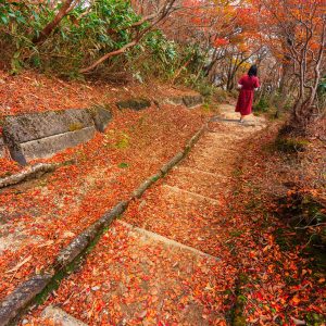 御在所岳山上のドウダンツツジのじゅうたん