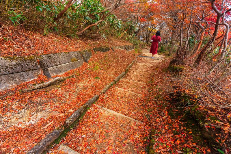 御在所ロープウエイの写真「御在所岳山上のドウダンツツジのじゅうたん」