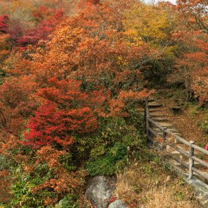 富士見岩展望台までの紅葉ロード