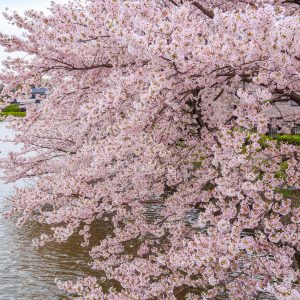 お堀に咲く桜