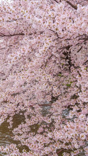 フリー写真素材「お堀に咲く桜」