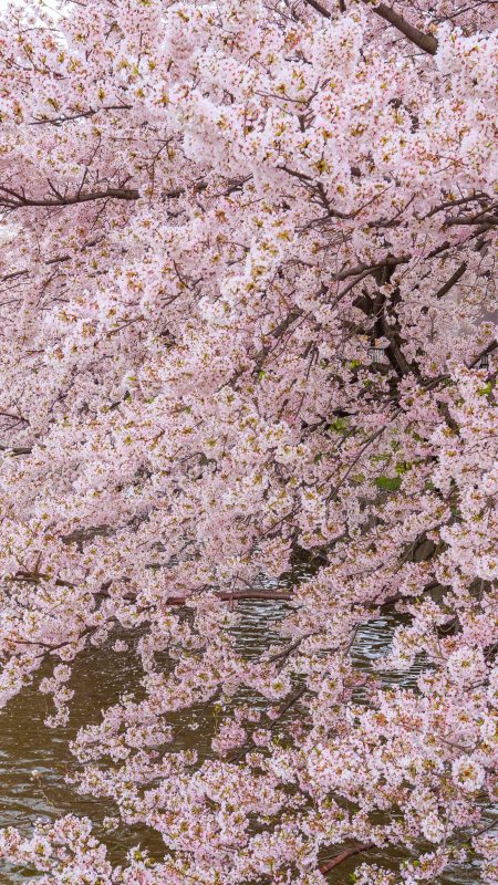 九華公園の写真「お堀に咲く桜」
