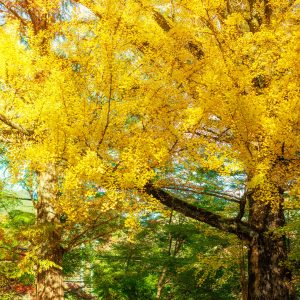 無料スマホ壁紙 神々しい大銀杏。AndroidとiPhoneに対応した4K高画質の無料待ち受け画像。三重県津市の北畠神社で撮影したフリー写真素材