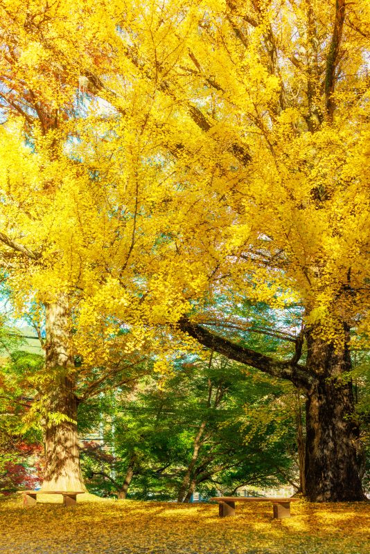 神々しい大銀杏