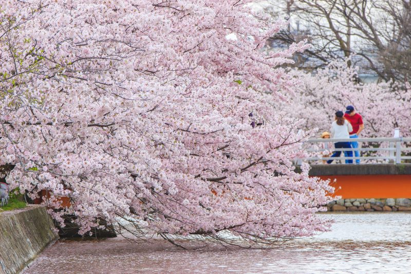 九華公園の写真「水面ギリギリに咲く桜」