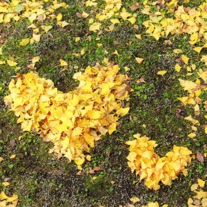 運気が上がる待ち受け ハートの銀杏 💛。AndroidとiPhoneに対応した4K高画質の無料スマホ壁紙。三重県津市の北畠神社で撮影したフリー写真素材