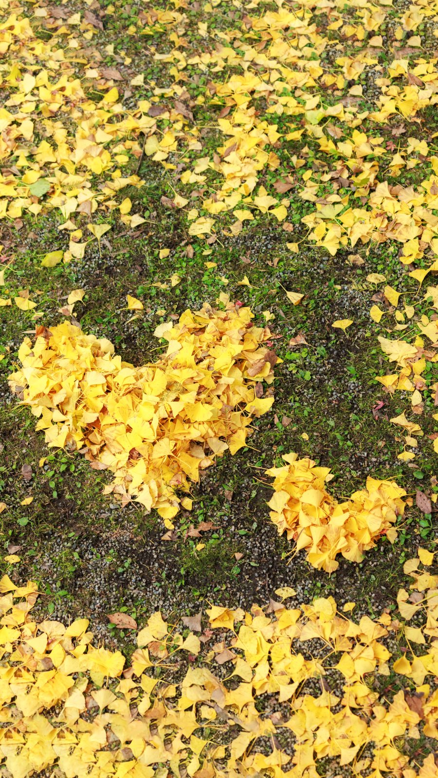 運気が上がる待ち受け ハートの銀杏 💛。AndroidとiPhoneに対応した4K高画質の無料スマホ壁紙。三重県津市の北畠神社で撮影したフリー写真素材
