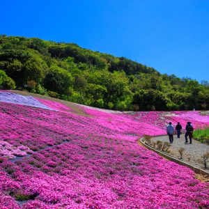 無料壁紙 芝桜ウェーブ。PCとデスクトップ壁紙に最適な4K高画質の無料壁紙。三重県志摩市の志摩市観光農園で撮影したフリー写真素材