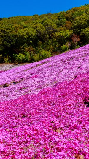 無料壁紙 美しい芝桜。PCとデスクトップ壁紙に最適な4K高画質の無料壁紙。三重県志摩市の志摩市観光農園で撮影したフリー写真素材