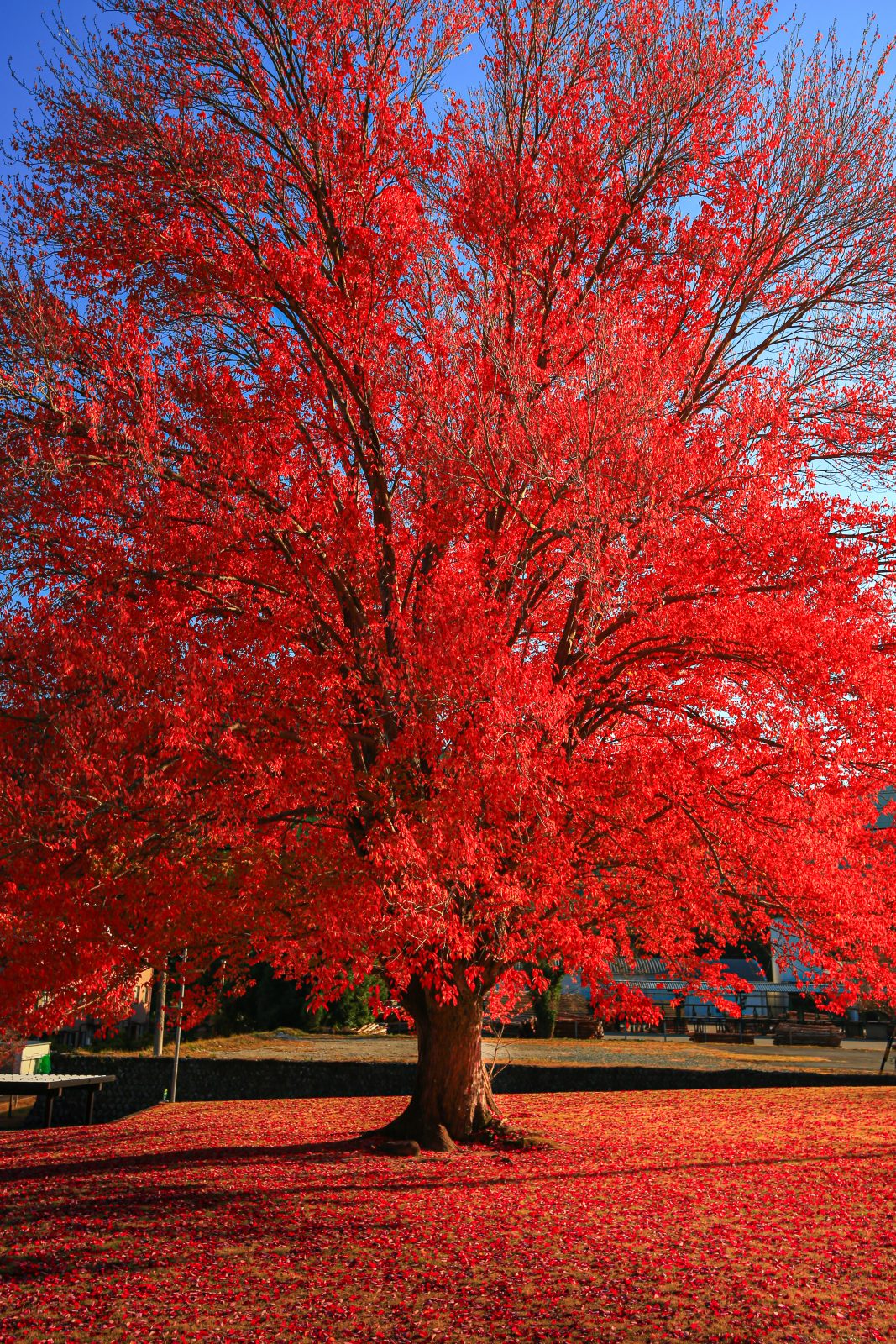 飯南高校のハナノキの写真「紅のハナノキ」