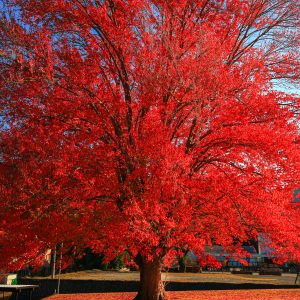 紅のハナノキ