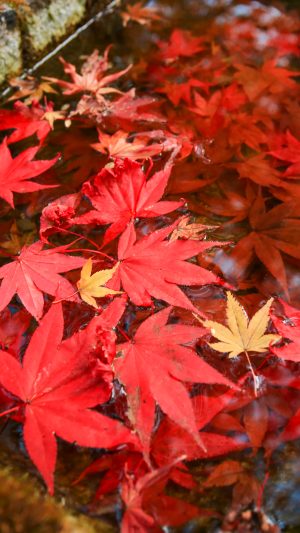 紅葉手水