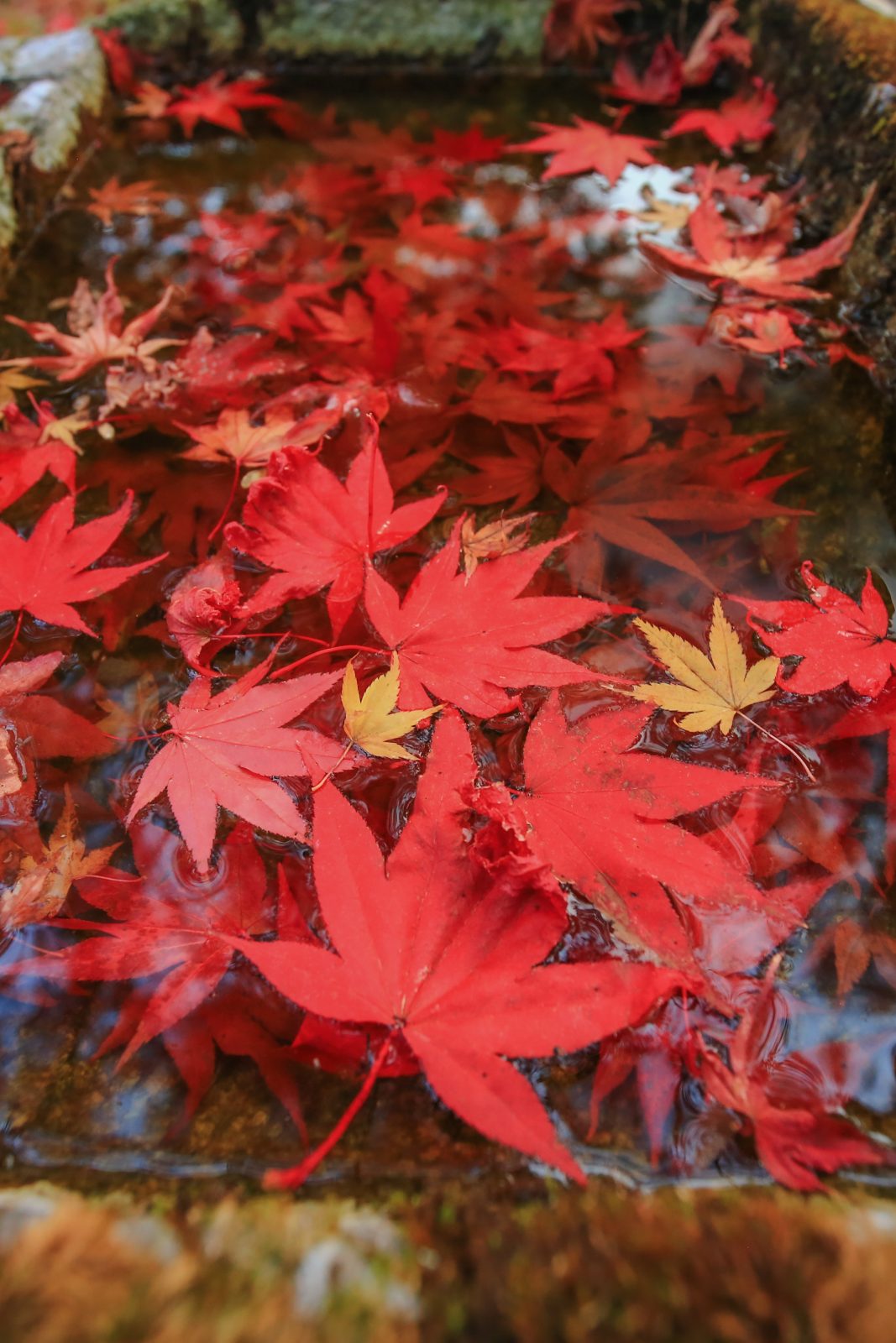 無料スマホ壁紙「真っ赤な紅葉の手水鉢」
