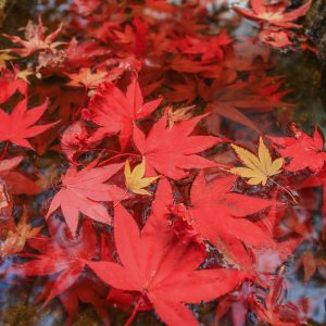 真っ赤な紅葉の手水鉢