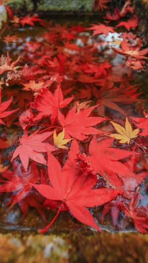 無料スマホ壁紙「真っ赤な紅葉の手水鉢」