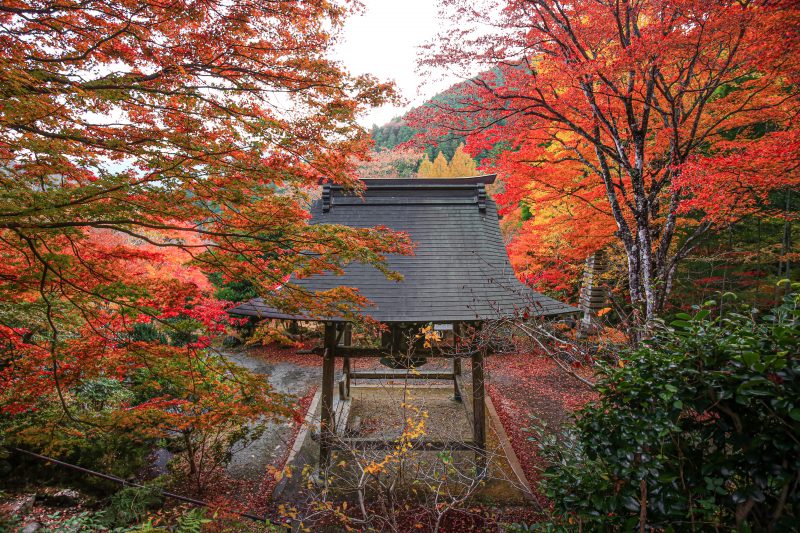 天開山泰運寺の写真「お堂を囲む紅葉」