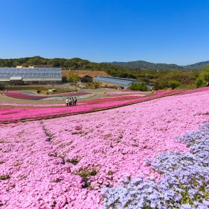 ３色の芝桜