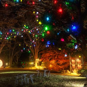 無料壁紙 光の実と紅葉ライトアップされた日本庭園。PCとデスクトップ壁紙に最適な4K高画質の無料壁紙。三重県津市のそうぶんの月灯りで撮影したフリー写真素材