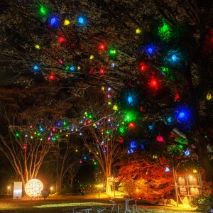 無料スマホ壁紙 光の実と紅葉ライトアップ。AndroidとiPhoneに対応した4K高画質の無料待ち受け画像。三重県津市のそうぶんの月灯りで撮影したフリー写真素材