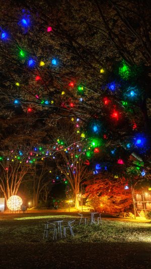 無料スマホ壁紙 光の実と紅葉ライトアップ。AndroidとiPhoneに対応した4K高画質の無料待ち受け画像。三重県津市のそうぶんの月灯りで撮影したフリー写真素材