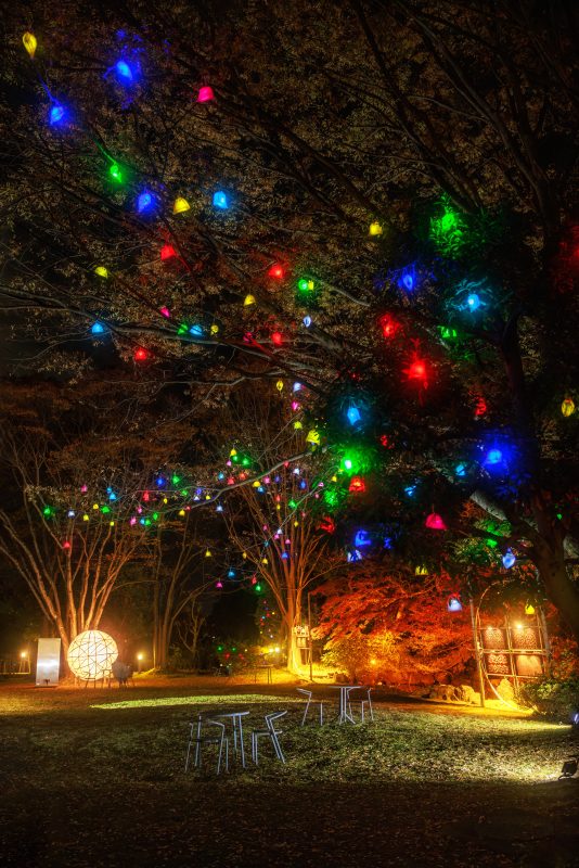 光の実と紅葉ライトアップ