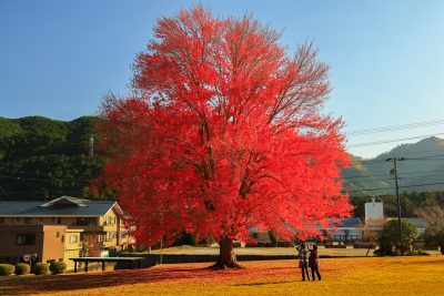 飯南高校のハナノキの観光情報と写真一覧