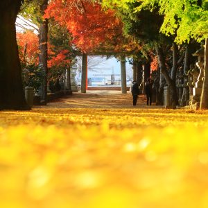 運気が上がる待ち受け 黄金に輝く銀杏と紅葉の参道。AndroidとiPhoneに対応した4K高画質の無料スマホ壁紙。三重県名張市の積田神社で撮影したフリー写真素材