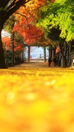 運気が上がる待ち受け 黄金に輝く銀杏と紅葉の参道。AndroidとiPhoneに対応した4K高画質の無料スマホ壁紙。三重県名張市の積田神社で撮影したフリー写真素材
