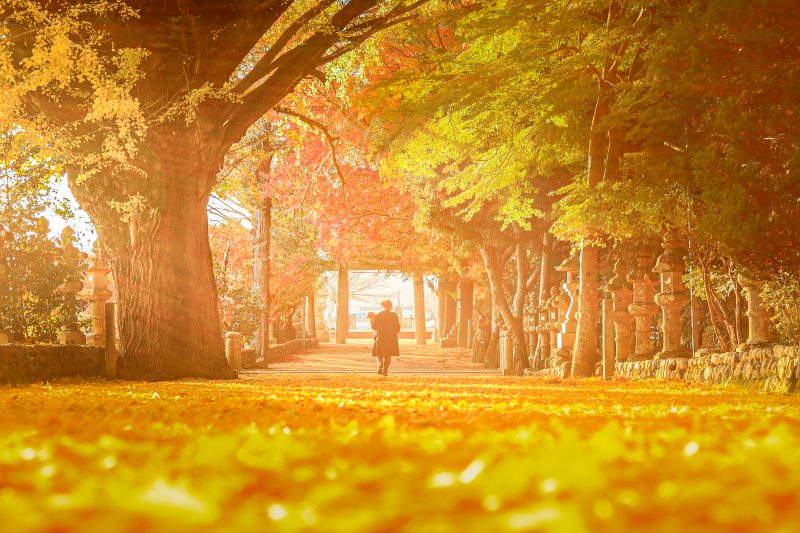 積田神社の写真「黄金に輝く参道」