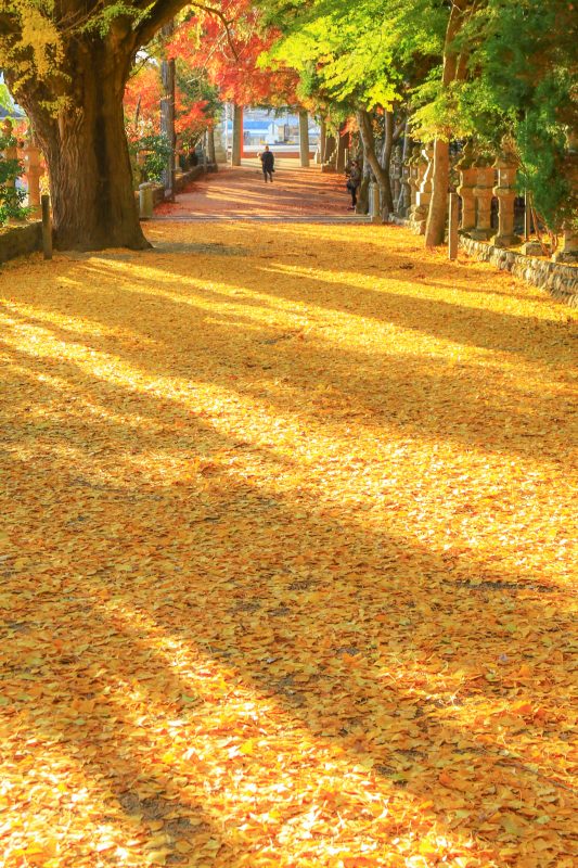積田神社の写真「黄金のイチョウじゅうたん」
