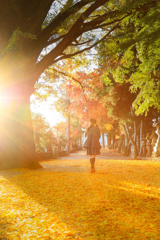 積田神社の写真「黄金のじゅうたんを歩く」