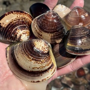 御殿場海岸の潮干狩り2025✨️GWの注意点・無料駐車場・採れる場所・禁止事項まとめ【4/24更新】