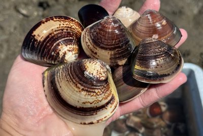 御殿場海岸の写真「2025年の潮干狩りでとれたハマグリ」