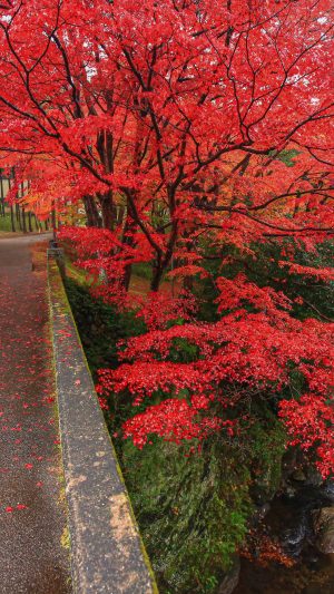 忍田橋と紅葉