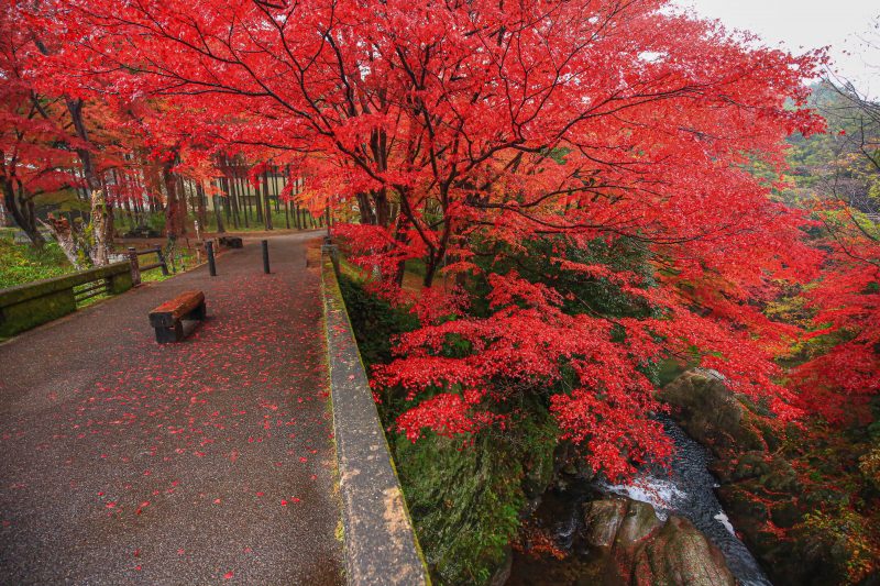 河内渓谷の写真「忍田橋と紅葉」