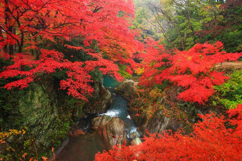 河内渓谷の写真「紅葉が織りなす清流」