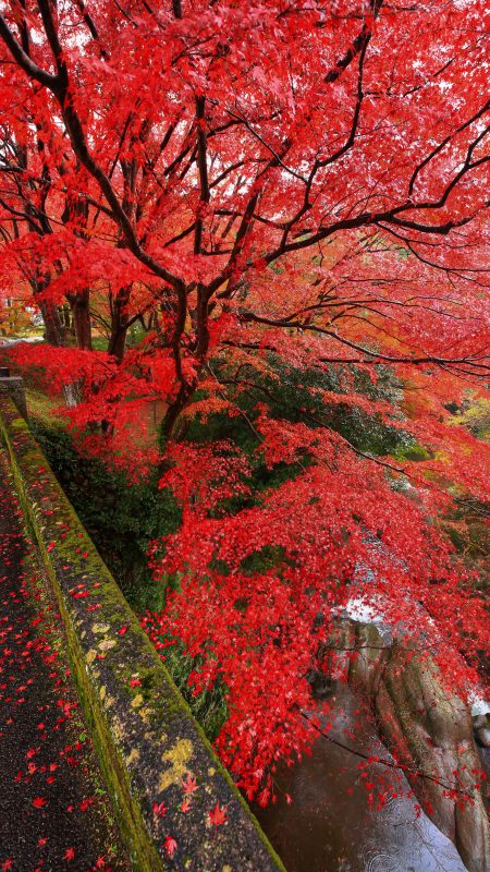 無料スマホ壁紙「石橋を包む紅葉」