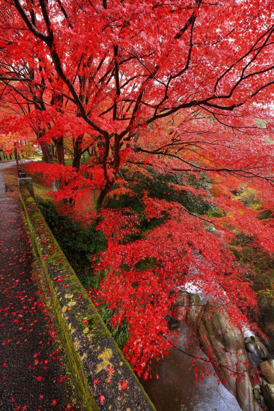 河内渓谷の写真「石橋を包む紅葉」