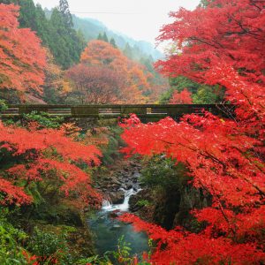 紅葉広がる石橋